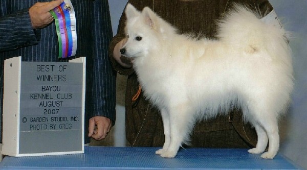 ArtcMgc Snpf's Queen of Hearts | American Eskimo Dog 