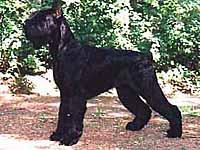 Gloris Inherited Face | Giant Schnauzer 