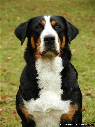 Indian Summer From Balihara Ranch | Greater Swiss Mountain Dog 