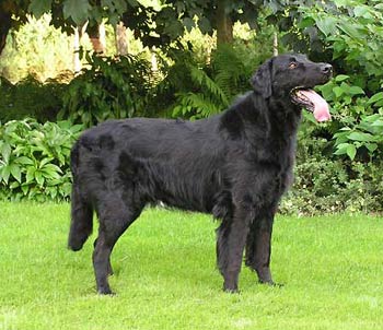 Emanon Crays | Flat-Coated Retriever 