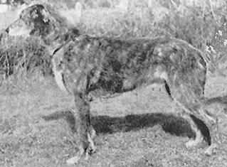 Eaglescrag Cooleen of Boroughbury | Irish Wolfhound 
