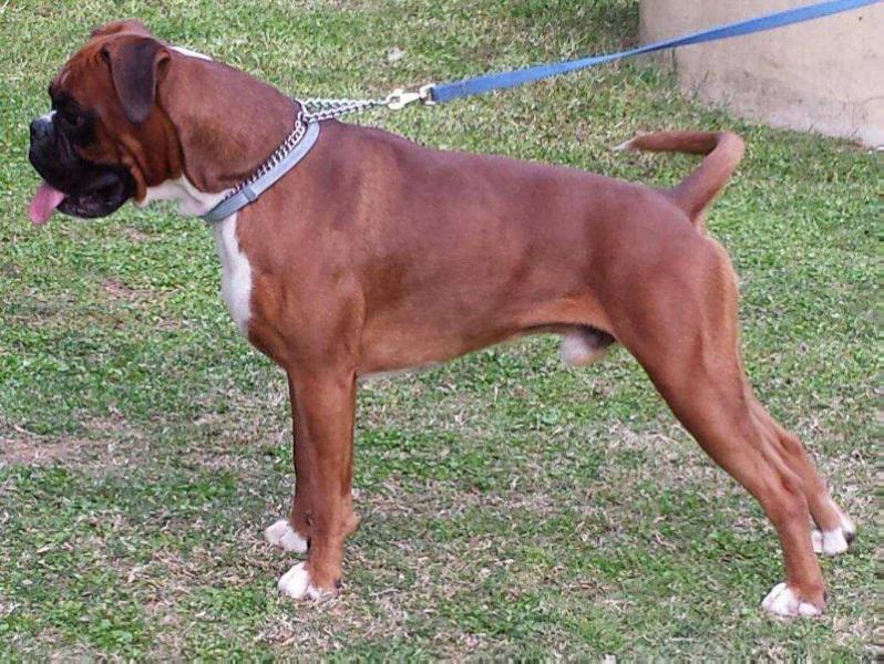 Mercurio D'hipponion | Boxer 