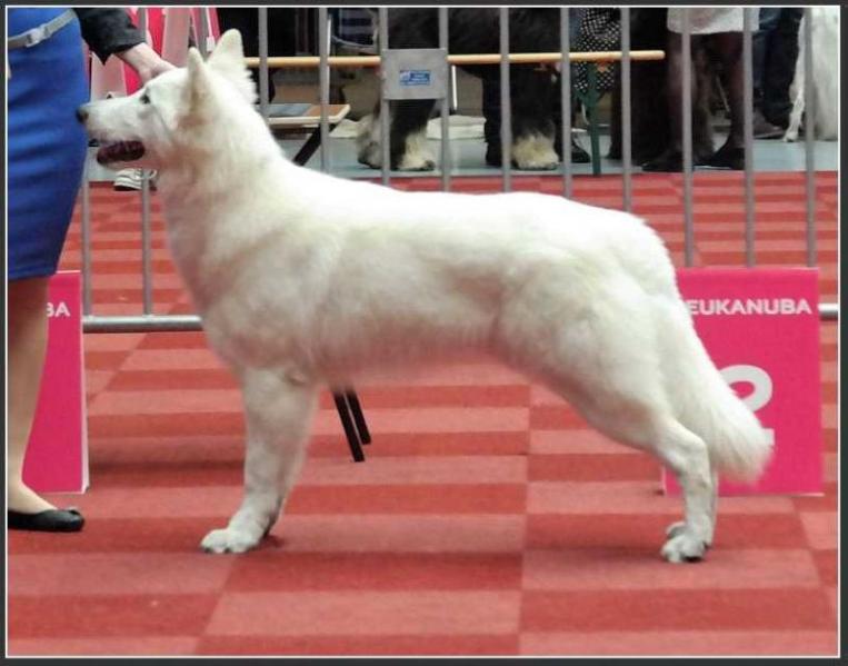 Alba Fides Altamir | White Swiss Shepherd Dog 