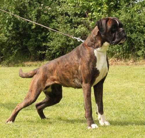 Che Linse Pola | Boxer 
