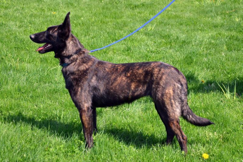 Alpha Tessa of Puddles Palace | Dutch Shepherd 