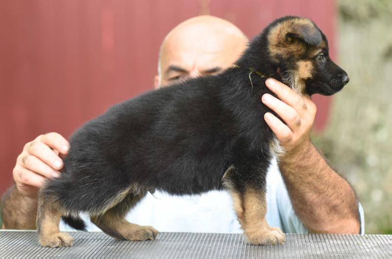 Fred vom Hismerh | German Shepherd Dog 