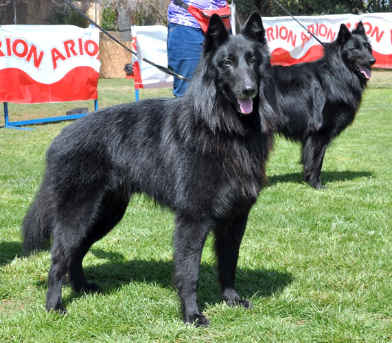 Hagrid de Belliamici | Belgian Groenendael 