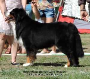 SENNENHUND ROSSII T.LOVE | Bernese Mountain Dog 