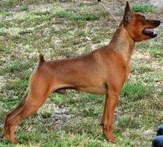 C's Already Rusty Tuff | Miniature Pinscher 