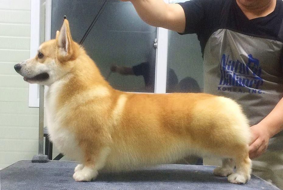 The GOODBOY DESIRE FOR DESIRE | Pembroke Welsh Corgi 