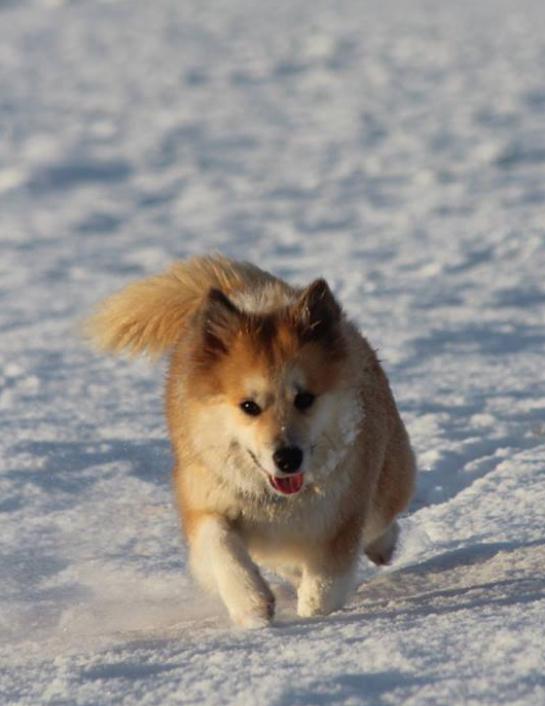 Kolsholts Flauta | Icelandic Sheepdog 