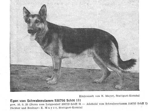 Egon vom Schwabenstamm | German Shepherd Dog 