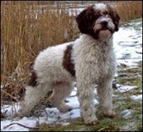 Zorrazo Vaca Loca ok | Spanish Water Dog 