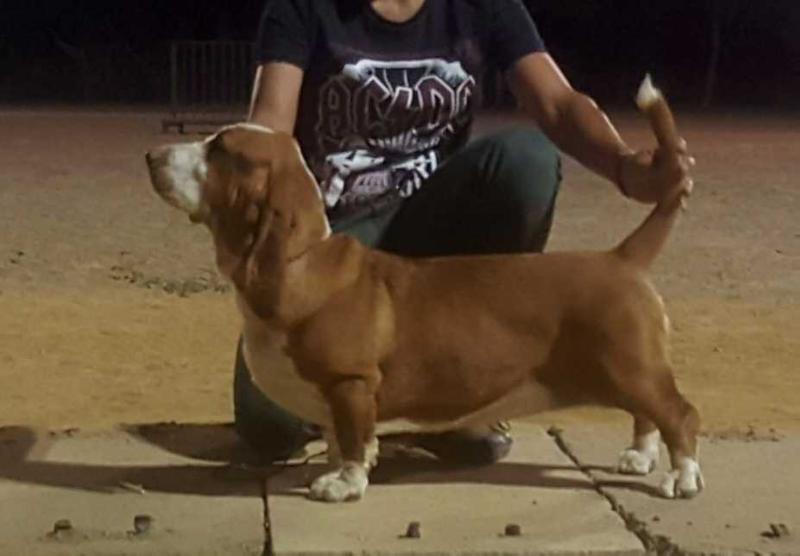 Ximena Olea Bull’s | Basset Hound 