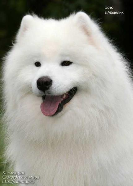 Belyi Volk Lennyi Svet | Samoyed 