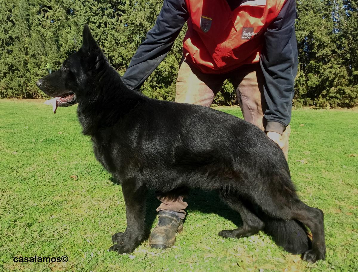 Zilber Vasserfal Yulesha | German Shepherd Dog 