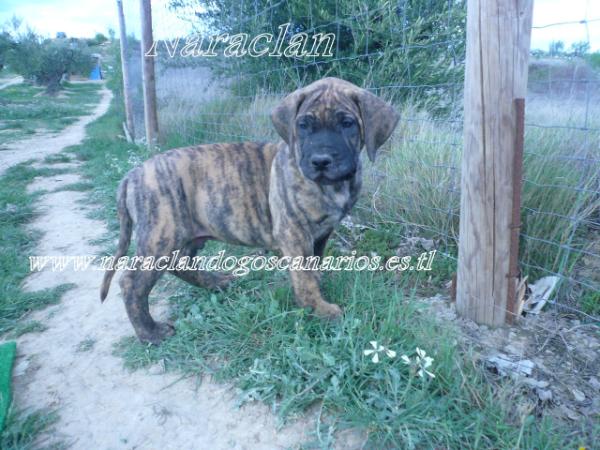 Taison de Naraclan | Perro de Presa Canario 
