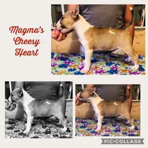 Magma´s Little Cheese Heart | Bull Terrier 