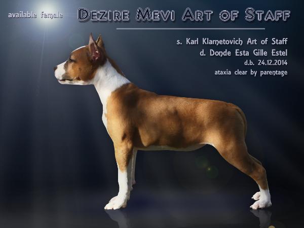 Dezire Mevi Art of Staff | American Staffordshire Terrier 