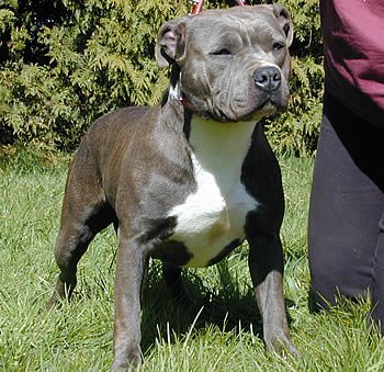 Asta la vista du grand molosse | American Staffordshire Terrier 