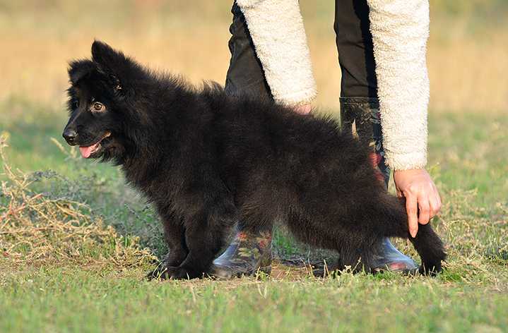 Edji s Azovskogo Doma | German Shepherd Dog 