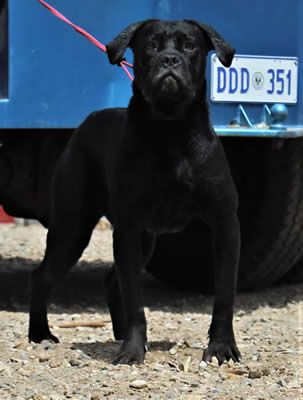 DDDawgs Aelda | Cane Corso 