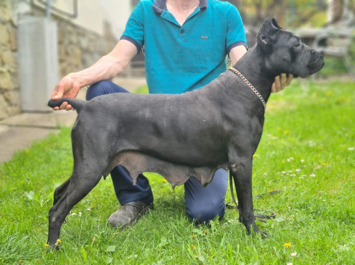 C-Asia | Cane Corso 