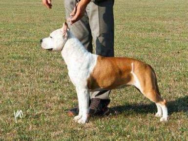 Alea Jacta Est Celtiberia | American Staffordshire Terrier 