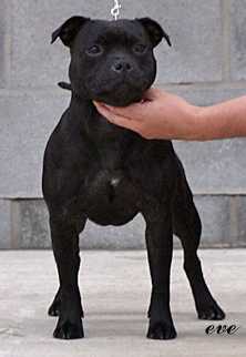 Leger Knockout Whist | Staffordshire Bull Terrier 