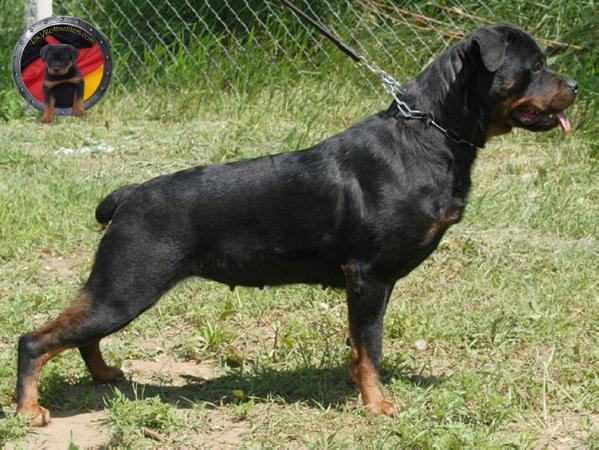 Anna Von Rauberfanger | Rottweiler 