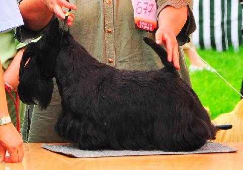 Sansibiliti Spy Who Loved Me | Scottish Terrier 