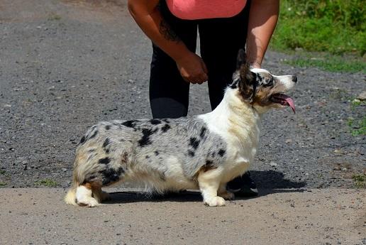 Ormai Tasha Tudor | Cardigan Welsh Corgi 