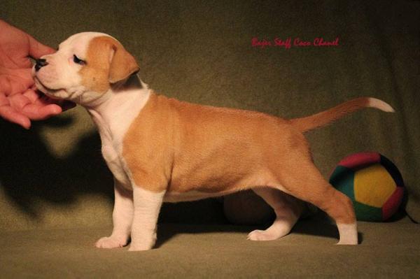 Bajer Staff Coco Chanel | American Staffordshire Terrier 
