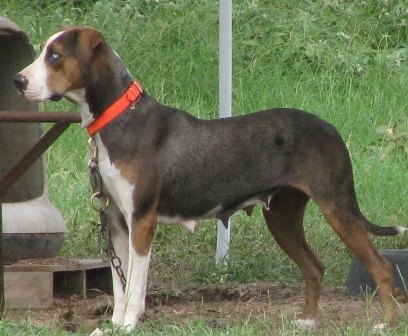 Windridge's Lady | Catahoula Leopard Dog 