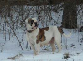 Frei's Sugar of Bray at DHAB | American Bulldog 