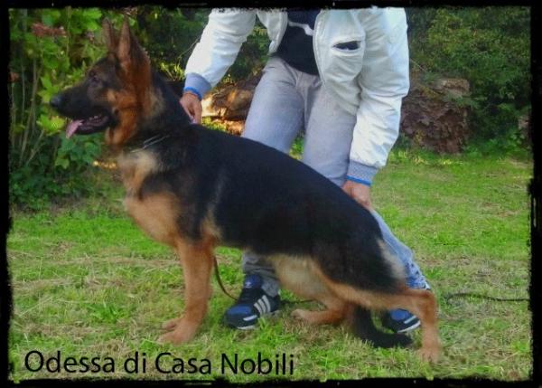 Odessa di Casa Nobili | German Shepherd Dog 