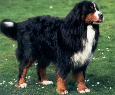 Wacho vom Veit II | Bernese Mountain Dog 