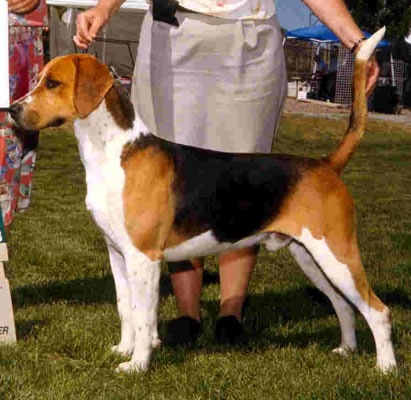 Just Wright Rambo of Pern | English Foxhound 