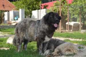 Beatrice 2 It Galdon (RUS) | Caucasian Mountain Dog 