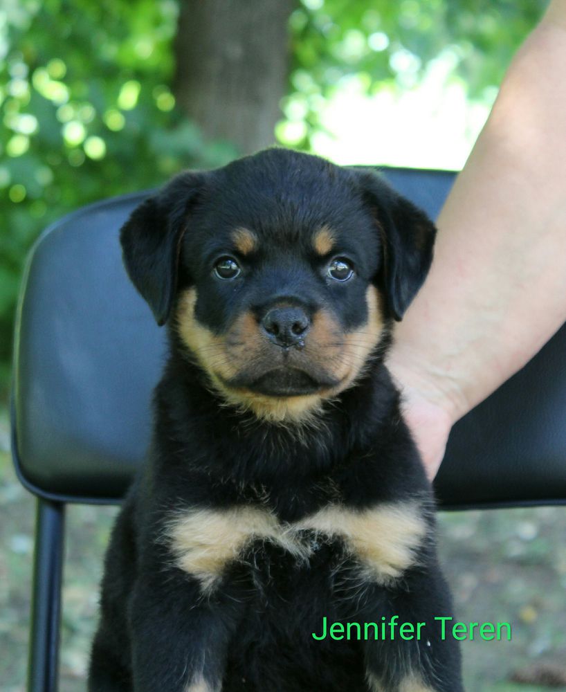 Jennifer Teren | Rottweiler 