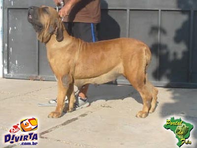 Dona do Impavido Colosso | Fila Brasileiro 