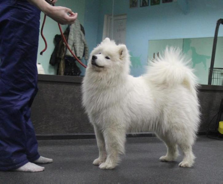 BELYI VOLK BEAUTIFUL FANTASY | Samoyed 