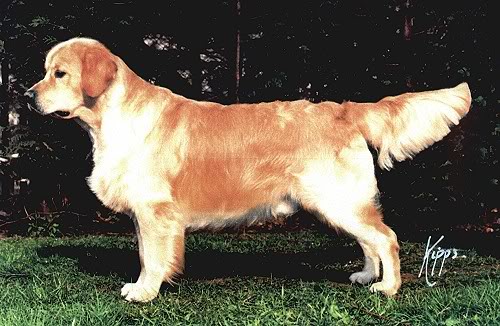 Rainscourt Son Of A Gun | Golden Retriever 