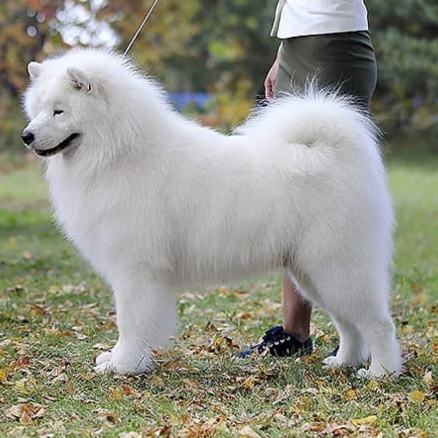 Zov Predkov Dar Severa | Samoyed 