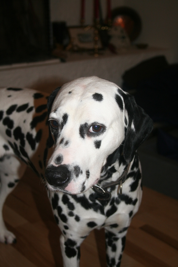 Toot's Devoted To You | Dalmatian 