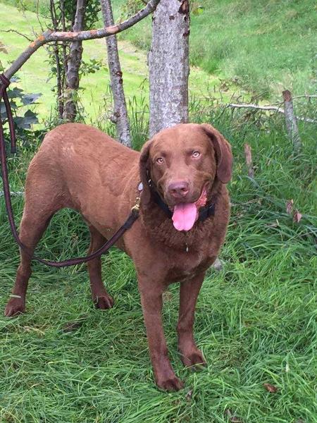 Holckenhus' I can And I will | Chesapeake Bay Retriever 