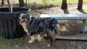 Cayenne Leleux | Australian Shepherd 