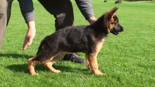 Carissima's Keepa | German Shepherd Dog 