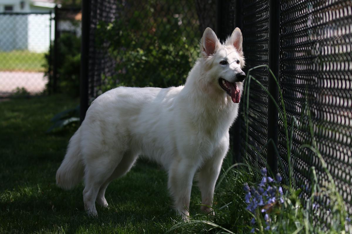 ARIZONA WILD NASHA COMANDA | White Swiss Shepherd Dog 