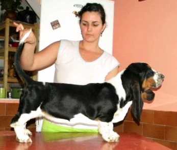 GABRYSIA WESOLE SMUTASY | Basset Hound 